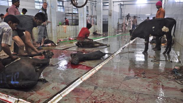 cow-slaughtering