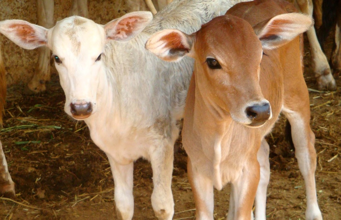 Download-cow-baby-photos